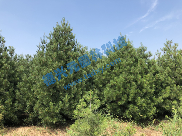 �c���鿴Ԕ����Ϣ���}����Ƥ�� ��x�Δ���2323