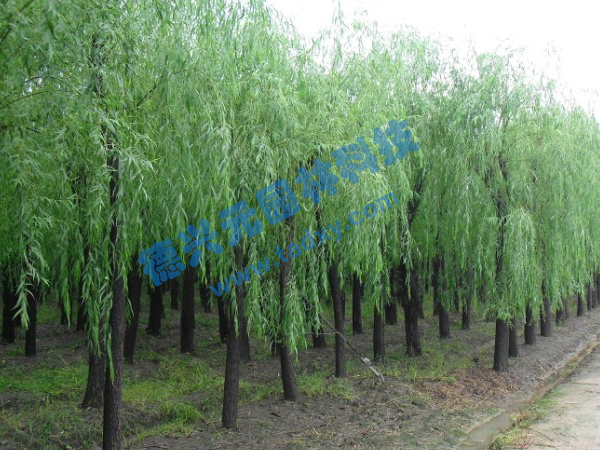 �c���鿴Ԕ����Ϣ���}������ ��x�Δ���2450