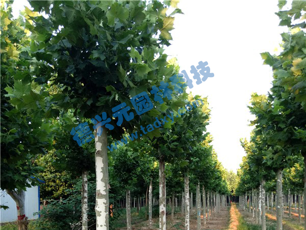 �c���鿴Ԕ����Ϣ���}����ͩ ��x�Δ���2458