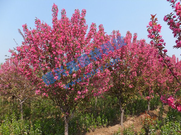 �c���鿴Ԕ����Ϣ���}������ ��x�Δ���2507