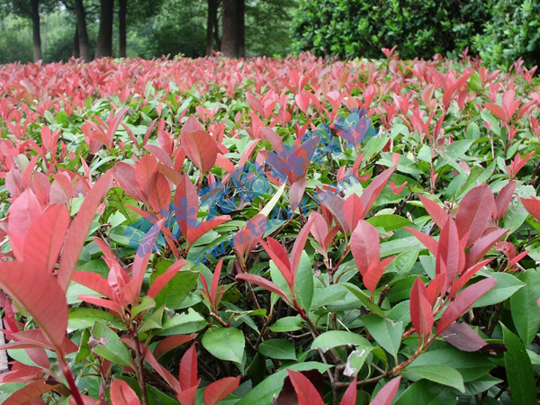 �c���鿴Ԕ����Ϣ���}���t�~ʯ� ��x�Δ���2511