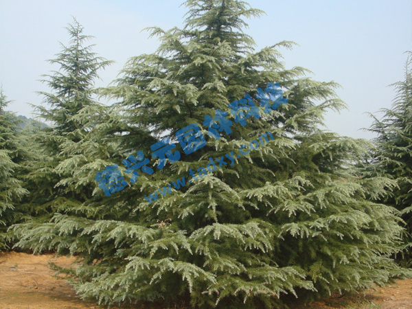 �c���鿴Ԕ����Ϣ���}��ѩ�� ��x�Δ���1995