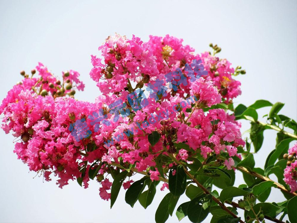 �c���鿴Ԕ����Ϣ���}����ޱ ��x�Δ���1994